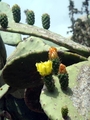 kaktusi u navp…