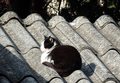 Mačor na krovu…