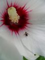 Mali mrav, mal…