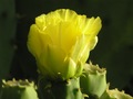 cvijet kaktusa