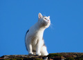 Mačak na krovu