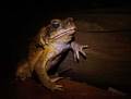 Cane toad, Buf…