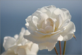 White Roses in…