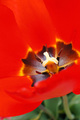 Tulipani 4