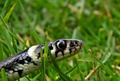 Bjelouška