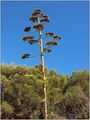 Marjanska agava