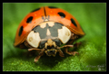 Ladybug :)