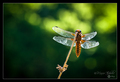 Dragonfly on t…