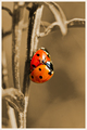 ladybugs in lo…