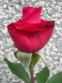 ruža koja čeka…