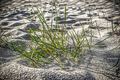 Sandy grass
