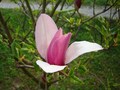 Magnolija