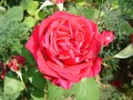 Ruža No1