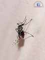 Tigrasti komar…