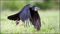 Gačac (Corvus …