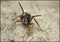 Skakač - mrav