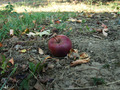 Otrovna jabuki…