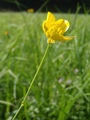 Cvijet 2