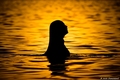 Girl in water …