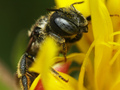 Pčela (ili pak…