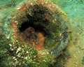 Hobotnica(Octo…