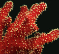 Kožasti koralj…