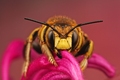 Wool Carder Bee