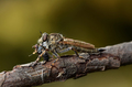 Robber fly 