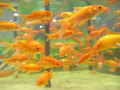 zlatne ribice
