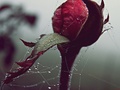 roses and diam…
