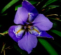 Iris unguicaris