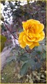 volim žute ruž…