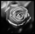 ruža za Mariju…