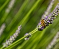 Pčela na lavan…