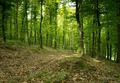 Bukova šuma