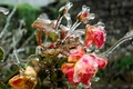 Ledene ruže