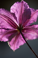 Clematis