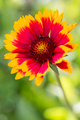 Gaillardia