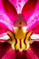 Zecolika orhid…