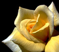 Jedna žuta ruž…