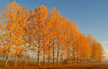 Drvored u jesen
