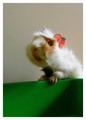 Mr. Hamster