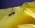 mali mrav..mal…