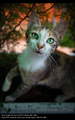 green-eyed cat