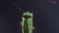 Mantis
