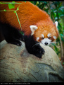 crvena panda 2
