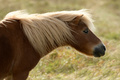 Žutko