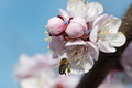 Pčelica maja