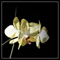 orhideja (2)