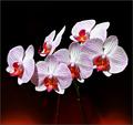 orhideje (5)